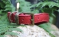 Preview: Halsband mit Nieten ~rot~ 28-32cm