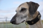 Preview: Halsband ~Sighthound~