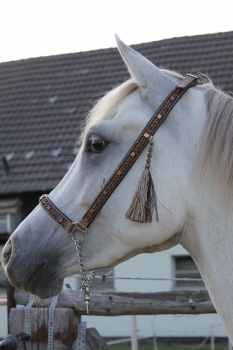 Showhalfter ~Marwari~ schwarzbraun-caramel