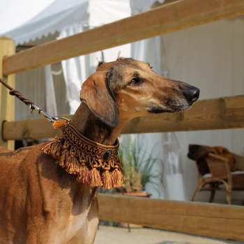 Collar with Tassel Trim ~Intisar~