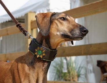 Collar ~Algoma~ darkbrown 31-36cm