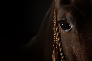 Showhalfter ~Marwari~ schwarzbraun-caramel