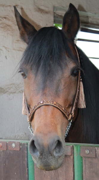 Showhalfter ~Marwari~ schwarzbraun-caramel