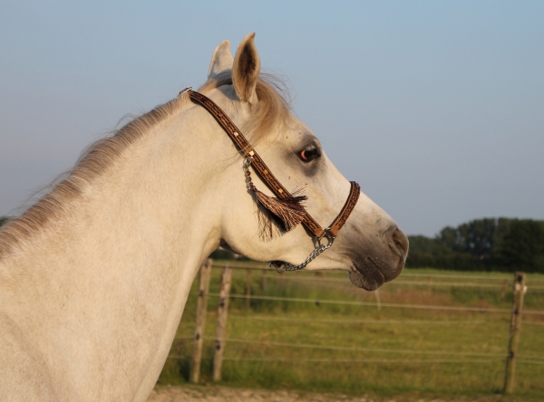 Showhalfter ~Marwari~ schwarzbraun-caramel