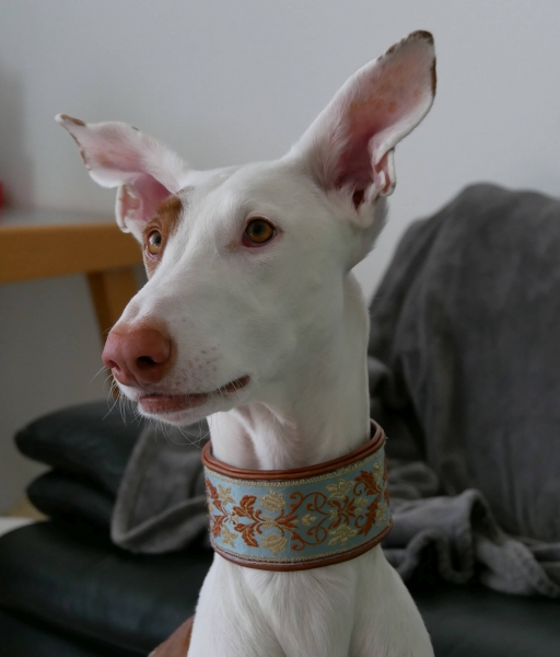 1778b Collar ~Motego~ lightblue-camel