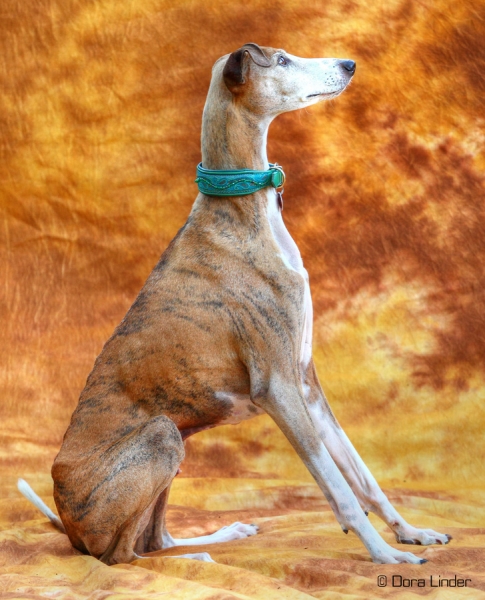 0771 Collar ~Kibriya~ 12 colors