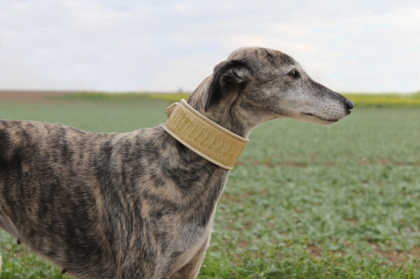 Collar with ostrich leg leather ~Al Tair~